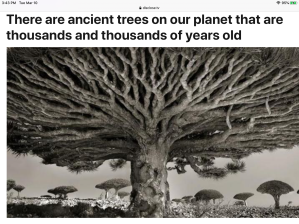 Ancient trees, nature, natural world, 